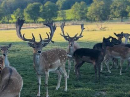Bild 6:Hochkapitales Damwild zur Zucht