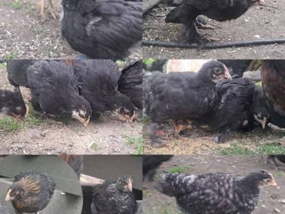 Bild 5:Puten, Hähne, Hennen (Paare)