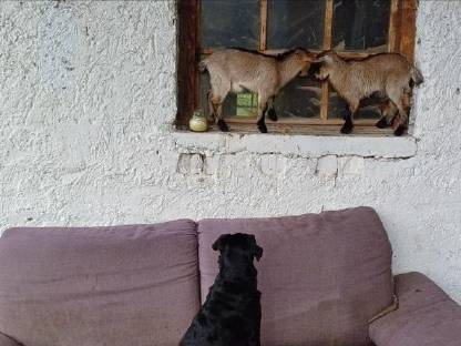 Bild 7:Zwergziegen zu verschenken