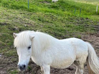 Pony
