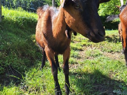 Bild 4:Pinzgauer Ziege