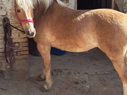 Haflinger Stute
