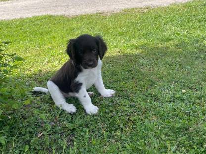 Kleine Münsterländer Welpen