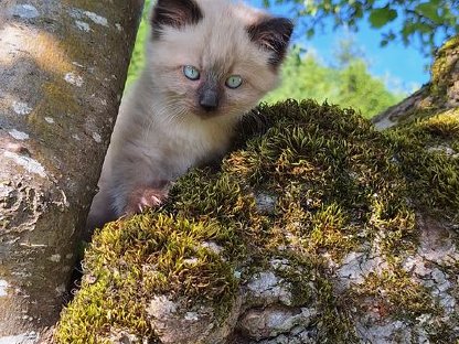 Ragdoll Kitten männlich