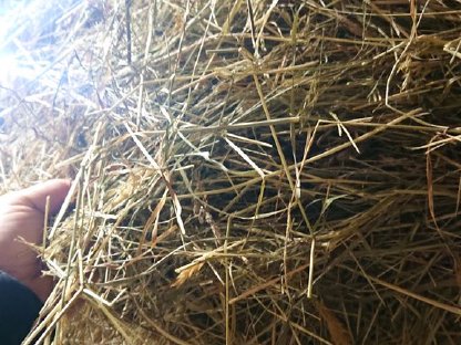 Bild 6:Heu, Heuballen, Rundballen 1. Schnitt 2024 zu verkaufen