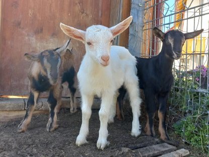 Bild 3:Junger schwarzer Ziegenbock zu vergeben