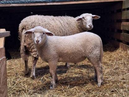 Merino Bocklamm