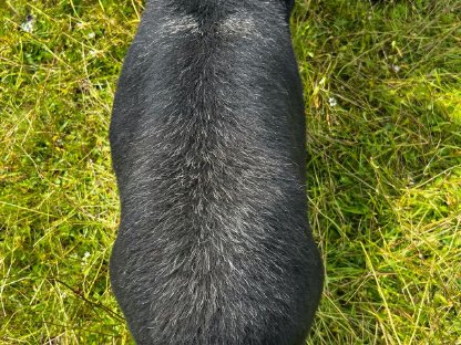 Bild 4:Krainer Steinschaf Widder Mian