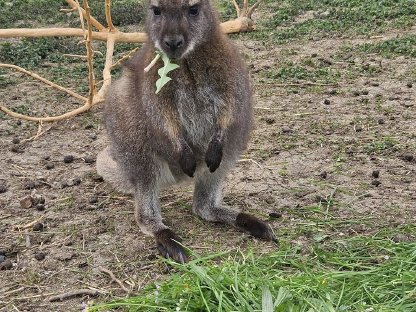 Wallaby Känguru Männchen 1-jährig