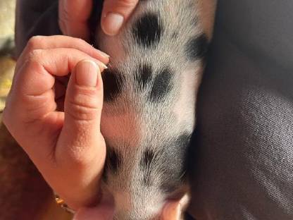 Minischwein