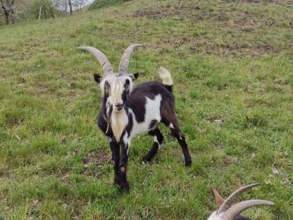 Bild 3:Tauernscheckenbock