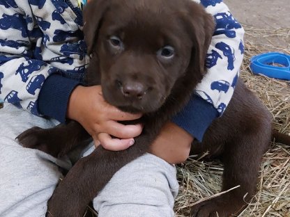 Labrador Welpen