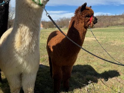 Bild 9:Alpaka Junghengste