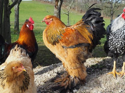 Hahn sucht schlachtfreies Zuhause