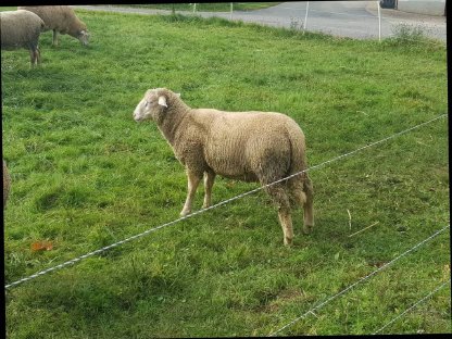 Berrichon du Cher Jungbock