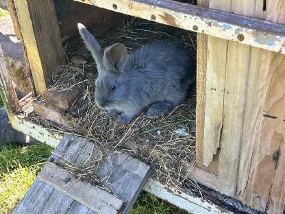 Bild 4:Junge Deutsche Riesen Fleischhasen