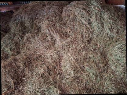 Bild 2:Heu lose, wenn gewünscht kann ich es auch pressen (25 kg)