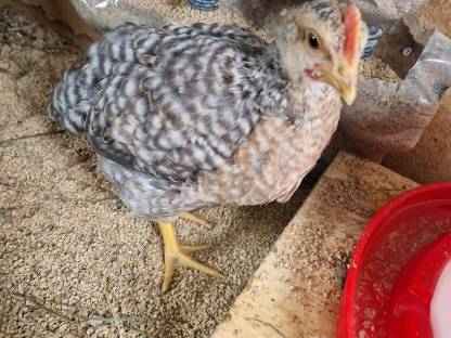 Bild 2:Bielefelder Kennhuhn