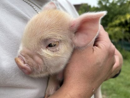 Bild 8:Warum Kune Kune besser sind als 'Minischweine'