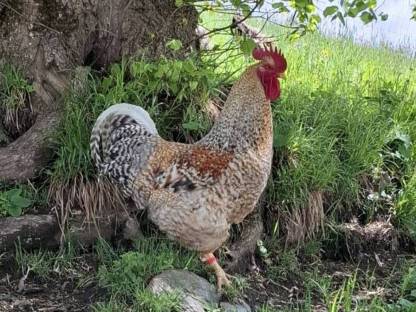 Bielefelder Kennhahn