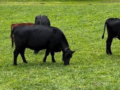 Bio Angus Kuh