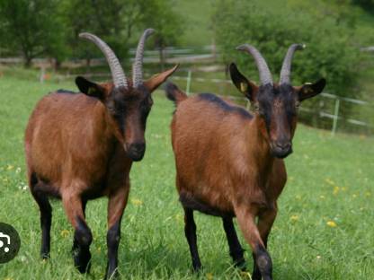 GGZ Ziege