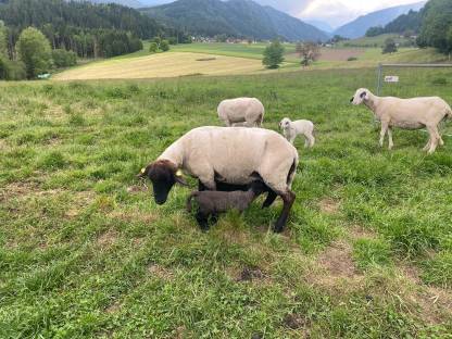 Suffolk Mutterschafe und Lämmer