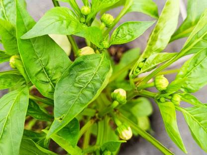 Bild 3:Gemüsepflanzen