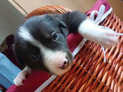 Bild 7:Border Collie Welpen