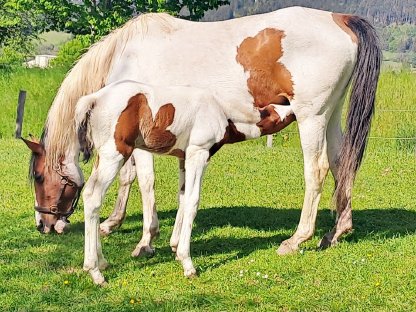 Bild 2:Pinto Junghengst