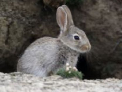 Bild 2:Wildkaninchen, Europäisches Wildkaninchen