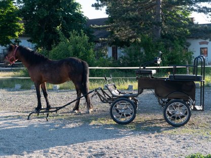 Bild 5:Ponykutsche