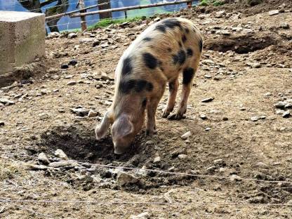 Iberico/Duroc Eber