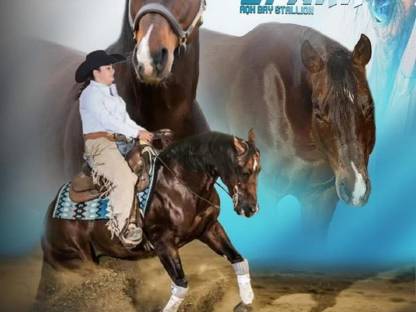 Broke the Spark – Wunderschöner Quarter Horse Deckhengst