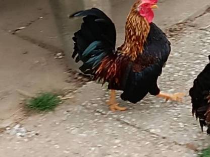 Serama Hahn
