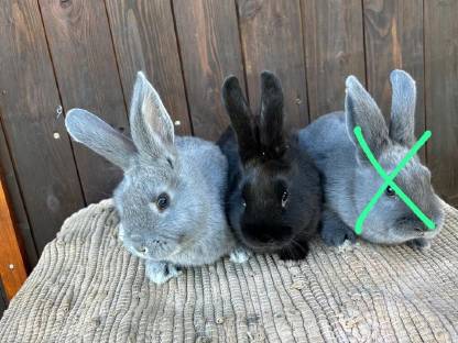 Jungkaninchen