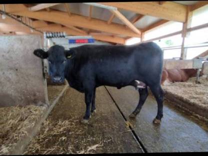 Wagyu Erstlingskuh