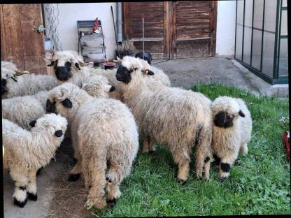 Bild 9:Waliser Schwarznasenschaf