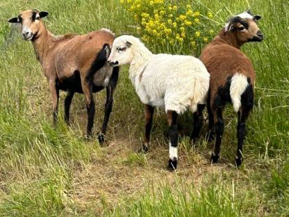 Bild 2:Kamerun Schafe