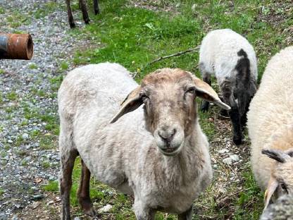 Alpines Steinschaf