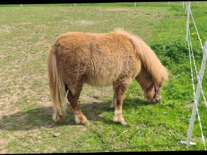 Bild 2:Shetlandpony Stute