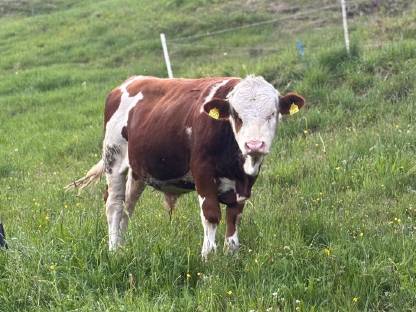 Stier