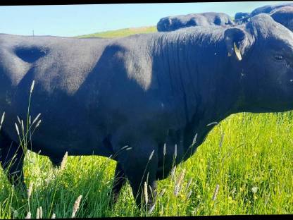 BIO Aberdeen Angus Stier