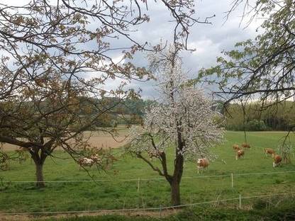 Bild 3:Bio-Frischmilch von unseren Weidekühen