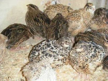 Bild 2:Wachteleier aus tierfreundlicher Haltung