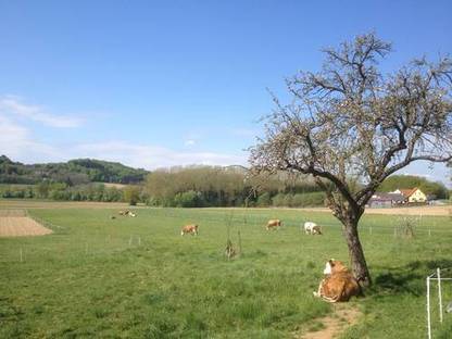Bild 2:Bio-Frischmilch von unseren Weidekühen