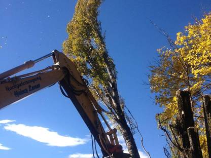 Bild 2:Spezialbaumfällungen, Baumpflege