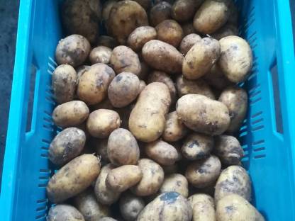 Bild 3:Frühkartoffeln