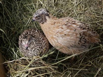 Bild 2:Frische Wachteleier