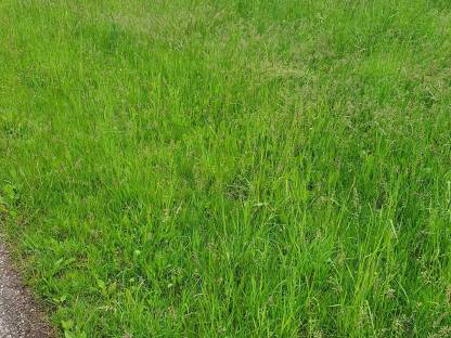 1. Schnitt Dauergrünland